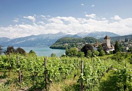 Reben im Spiezer Rebberg mit Blick aufs Schloss, Thunersee und Alpenkette